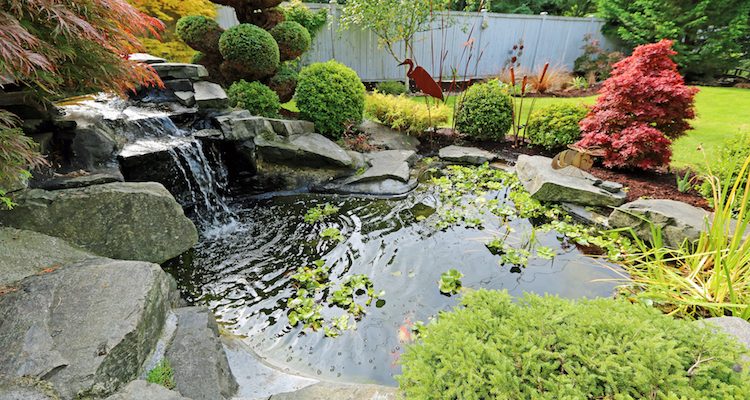 backyard pond water feature