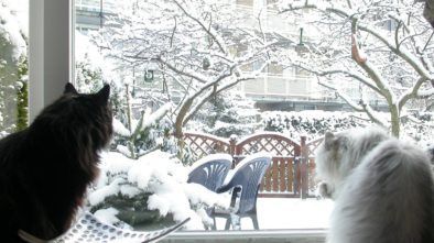 cats looking out at snow